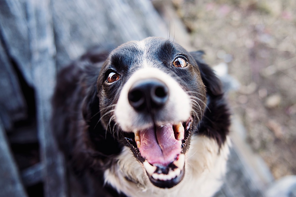 dog training in findlay ohio