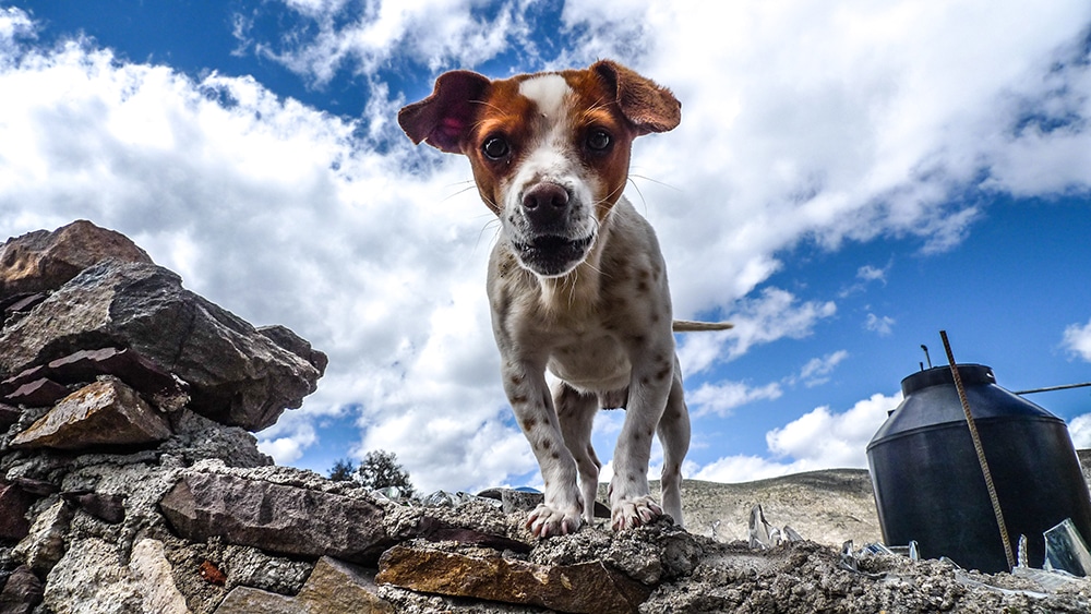 off-leash training