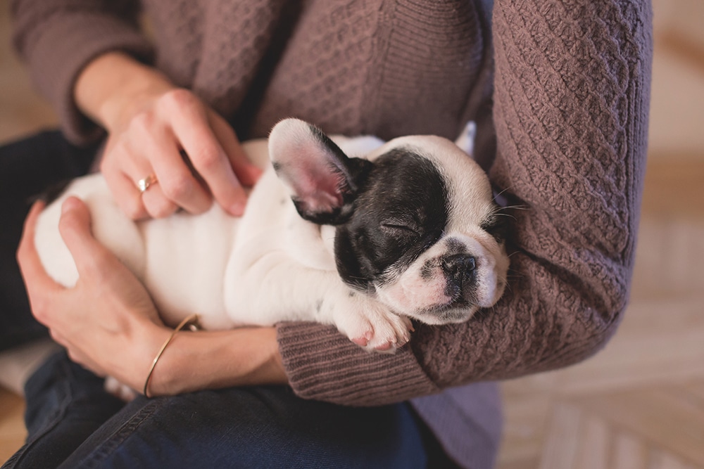 puppy training