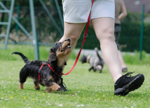 Dog training with a leash.