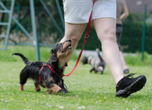 Puppy training at Glass City K9