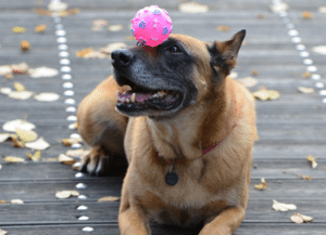 Obedience training at Glass City K9 LLC