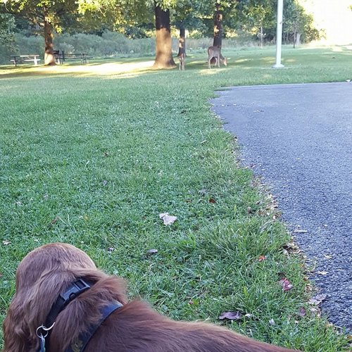 Dog training with Brewin, an Irish Setter for off leash & obedience training.