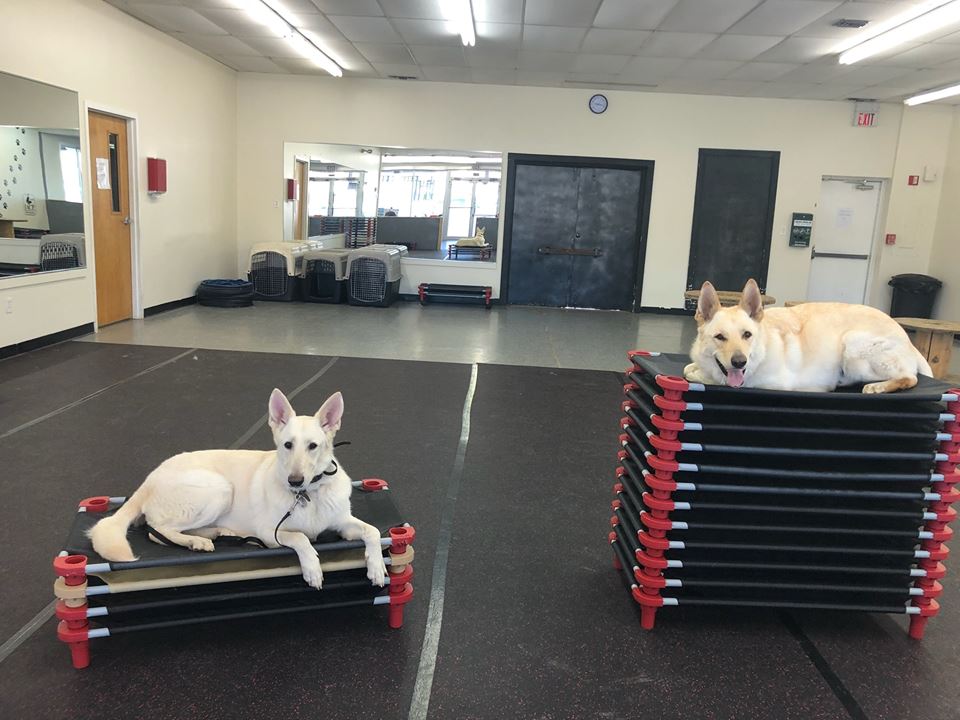 Trick training in our dog obedience class with dogs, Lily and Chevy.