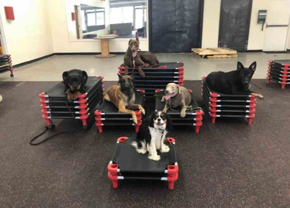 Board training for shop dogs near me