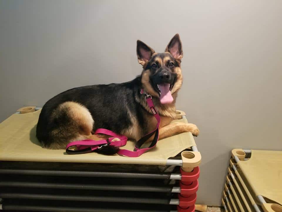 Behavior modification training at Glass City K9, showing a dog student, a German Shepherd, Charlie.