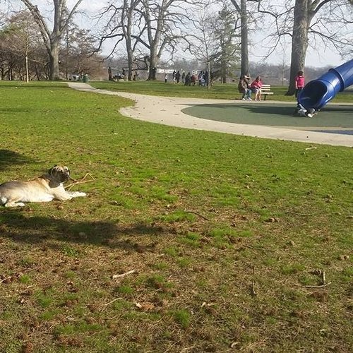 A Mastiff mix student in obedience training.