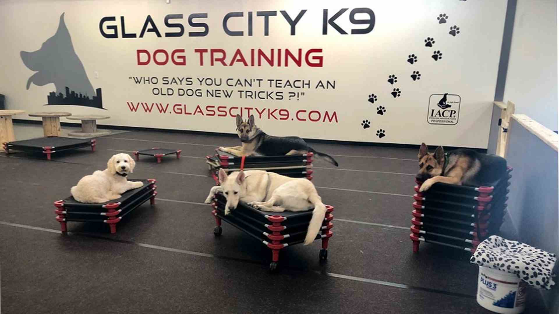 Dog training class at Glass City K9 in Toledo, Ohio.