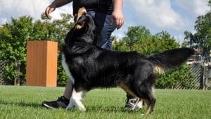 Dog and Trainer in off-leash training class