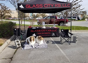 Dog training demonstration with two Collie dogs on location in Toledo.